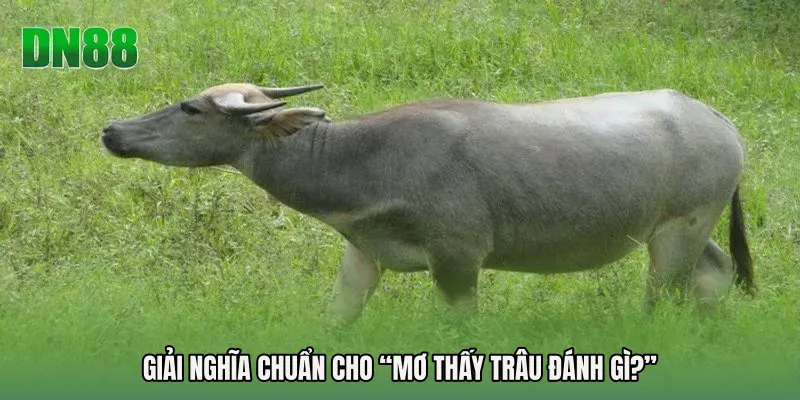Giải nghĩa chuẩn cho “Mơ thấy trâu đánh gì?”