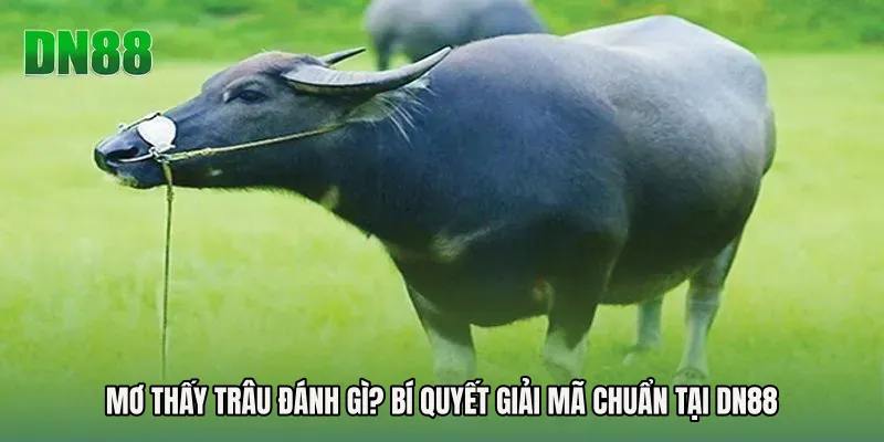 Mơ Thấy Trâu Đánh Gì? Bí Quyết Giải Mã Chuẩn Tại DN88